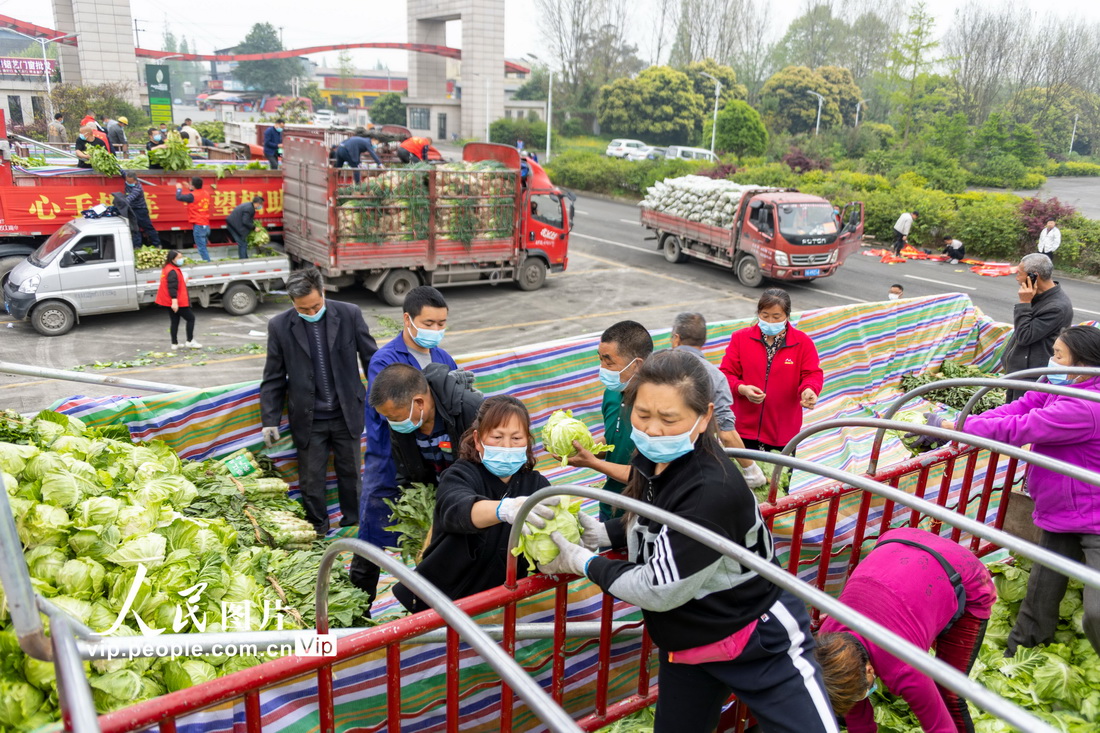 四川都江堰：120余噸蔬菜連夜運往上海【3】