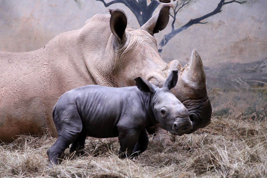 3月29日，新生的白犀牛幼崽与母亲“维维”在一起。