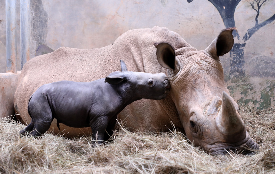 3月29日，新生的白犀牛幼崽与母亲“维维”在一起。