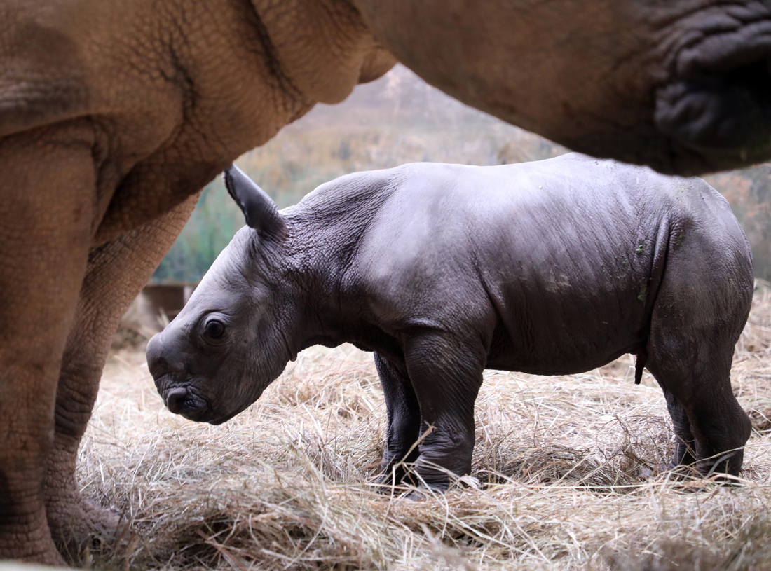 3月29日凌晨出生的白犀牛幼崽。
