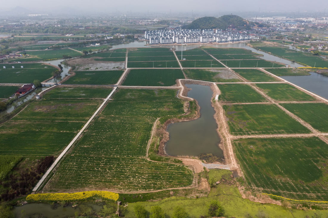 湖州市吳興區東林鎮東華村拍攝的經過“非糧化”整治后的農田，成片的小麥長勢喜人（3月30日攝，無人機照片）。