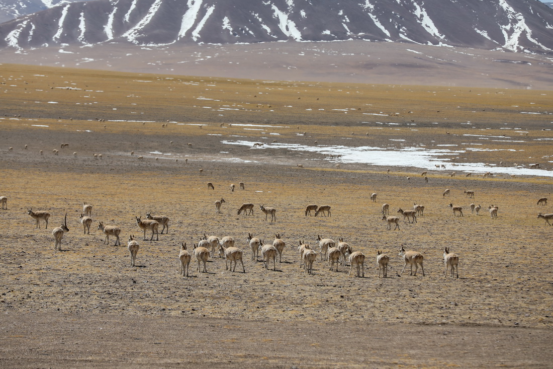 西藏阿裡地區改則縣出現大規模藏羚羊聚集（3月27日攝）。新華社發（邊巴 攝）