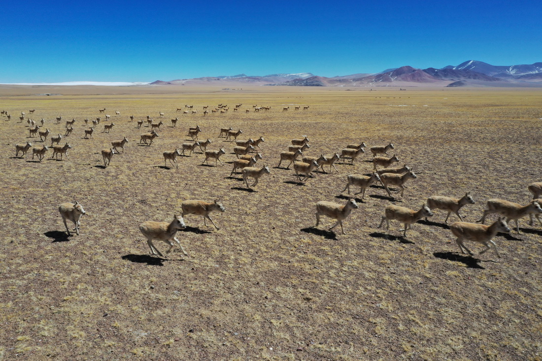 西藏阿裡地區改則縣出現大規模藏羚羊聚集（3月27日攝，無人機照片）。新華社發（邊巴 攝）