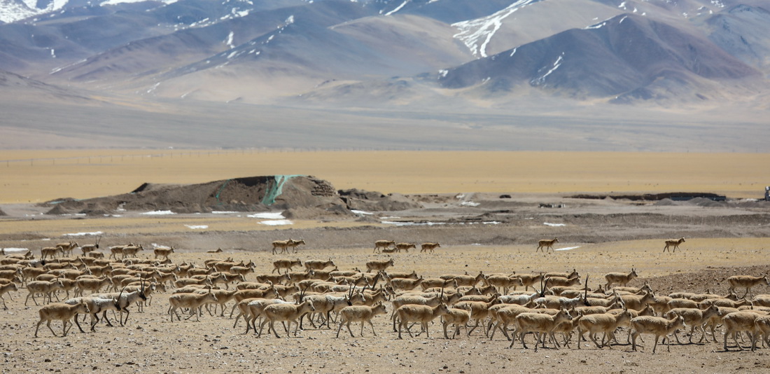 西藏阿裡地區改則縣出現大規模藏羚羊聚集（3月27日攝）。新華社發（邊巴 攝）