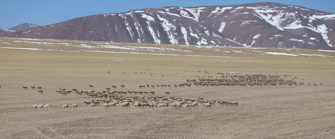 西藏阿裡地區改則縣出現大規模藏羚羊聚集（3月27日攝）。新華社發（索朗仁青 攝）