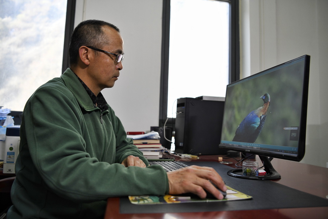 3月23日，何曉安在辦公室整理自己拍攝的鳥類照片。新華社記者 劉坤 攝
