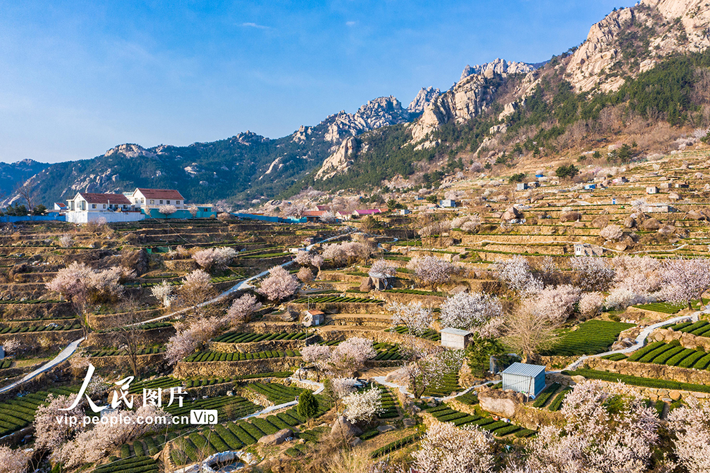 山東青島：櫻桃花開扮靚鄉村【5】