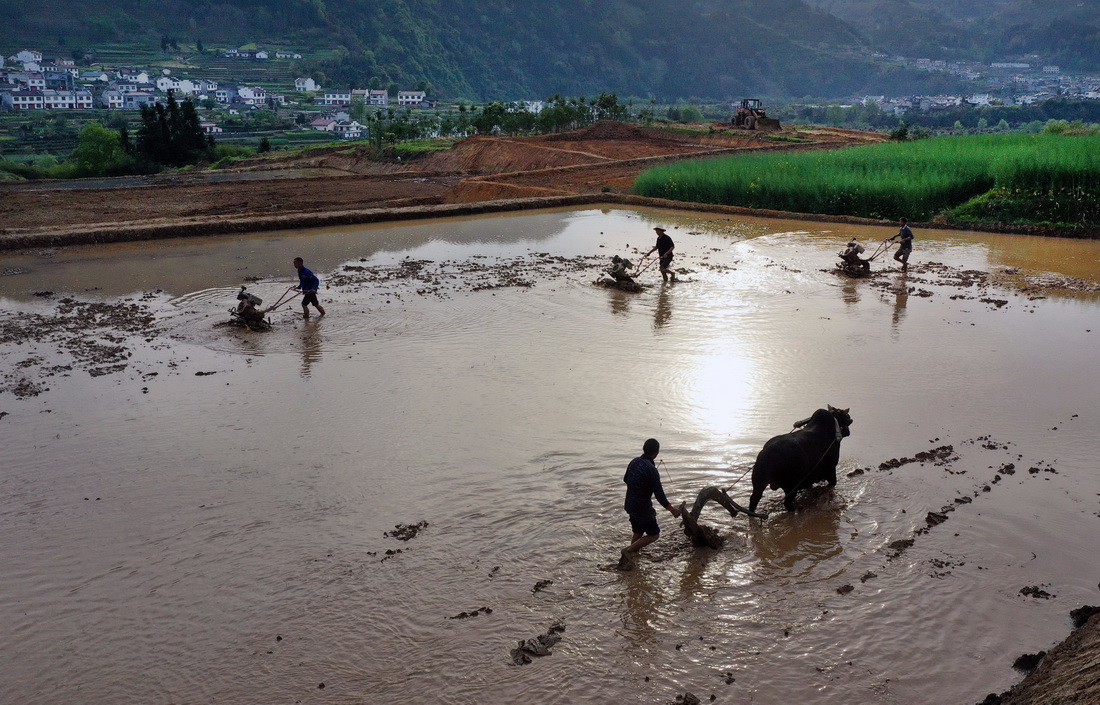 4月3日，平利縣大貴鎮嘉峪寺村村民開展水稻田翻耕整地作業（無人機照片）。