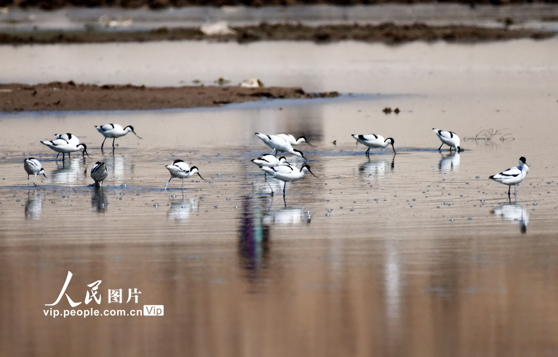 2022年4月3日在河北省張家口市宣化區洋河濕地拍攝的反嘴鷸。