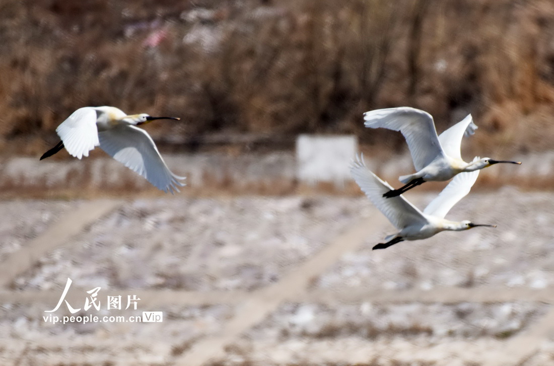 2022年4月3日在河北省张家口市宣化区洋河湿地拍摄的白琶鹭。