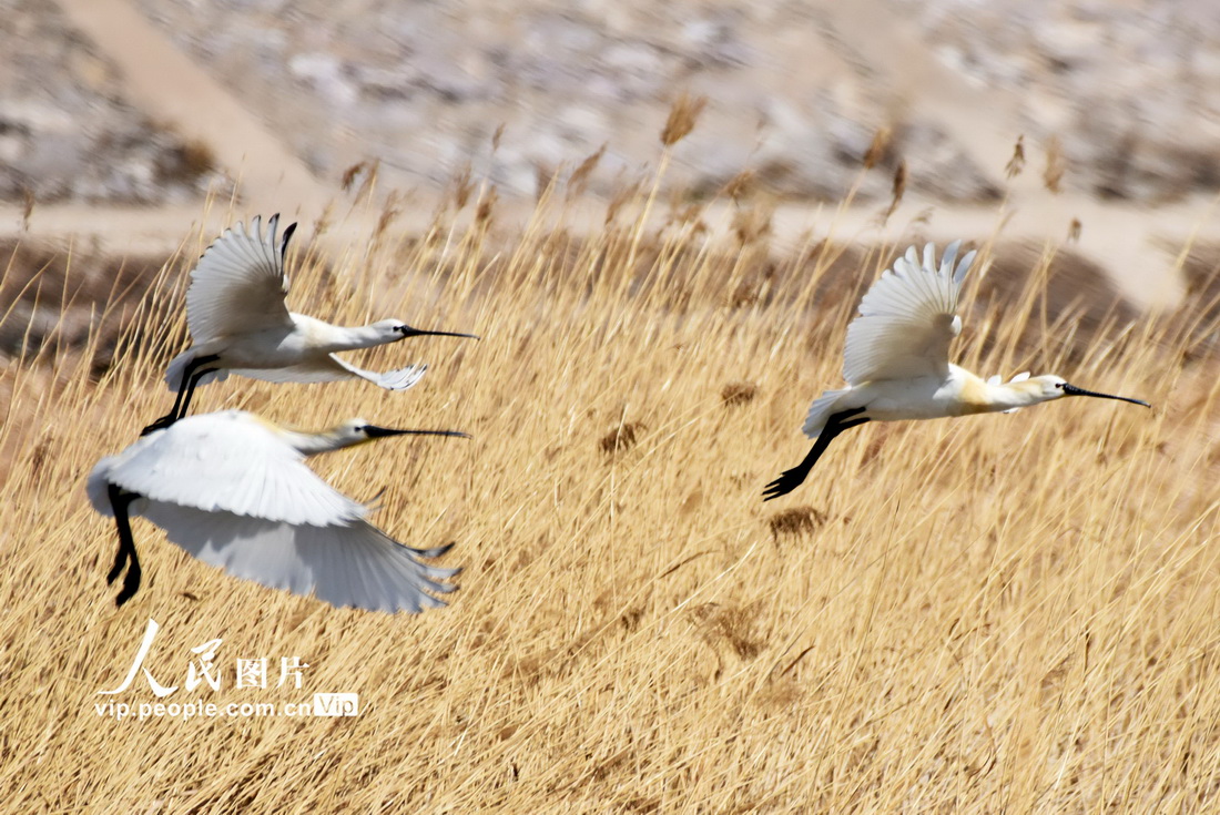 2022年4月3日在河北省張家口市宣化區洋河濕地拍攝的白琶鷺。