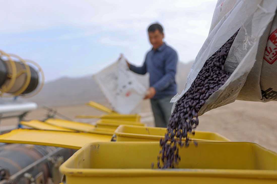 4月8日，在新疆巴音郭楞蒙古自治州博湖县博斯腾湖乡库代力克村棉田里，棉农在添加棉种。新华社发（年磊 摄）