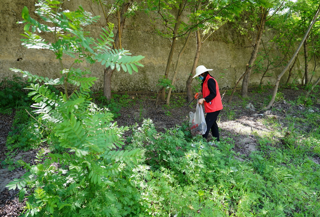 4月10日，女子志願護河隊隊員在陝西旬陽市雙河鎮高坪社區河岸邊撿拾垃圾。新華社記者 邵瑞 攝