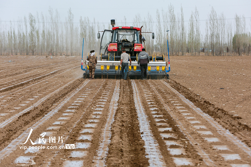 2022年4月11日，在新疆昌吉回族自治州呼圖壁縣大豐鎮樹窩子村棉田裡，GPS衛星導航無人駕駛農機正在播種棉花。