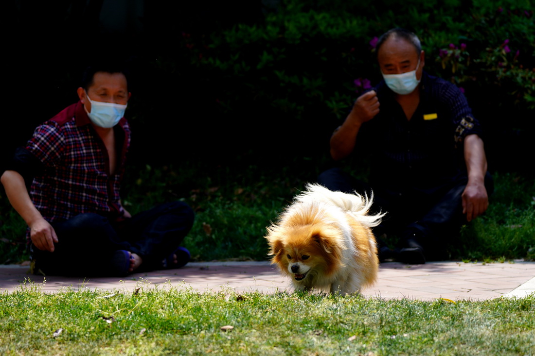4月12日，在上海鬆江區洞涇鎮被列入防范區的一個小區內，居民在遛狗。