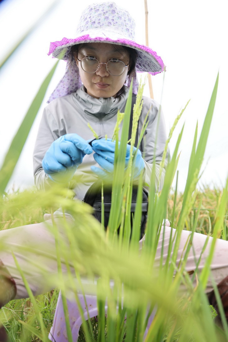 青岛海水稻研究发展中心的工作人员在南繁科研育种基地开展水稻杂交工作（4月1日摄）。新华社记者 杨冠宇 摄