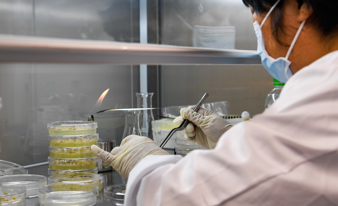 科研人員在崖州灣種子實驗室工作（2021年11月24日攝）。新華社記者 楊冠宇 攝