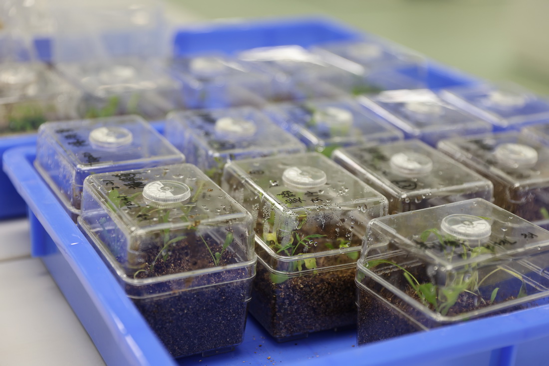 这是4月10日拍摄的三亚崖州湾科技城种子实验室的植物幼苗。新华社记者 杨冠宇 摄
