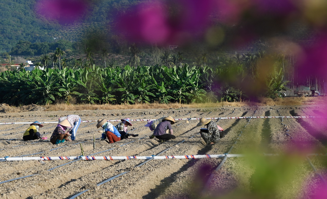在三亚市崖州区城西村坝头南繁公共试验基地，村民在抢播大豆（2021年11月25日摄）。新华社记者 杨冠宇 摄
