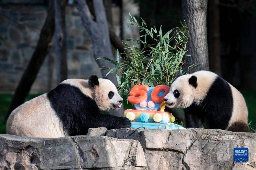4月16日，在美国华盛顿史密森学会国家动物园，大熊猫幼崽“小奇迹”（右）和妈妈“美香”享用冰冻水果蛋糕。新华社记者 刘杰 摄
