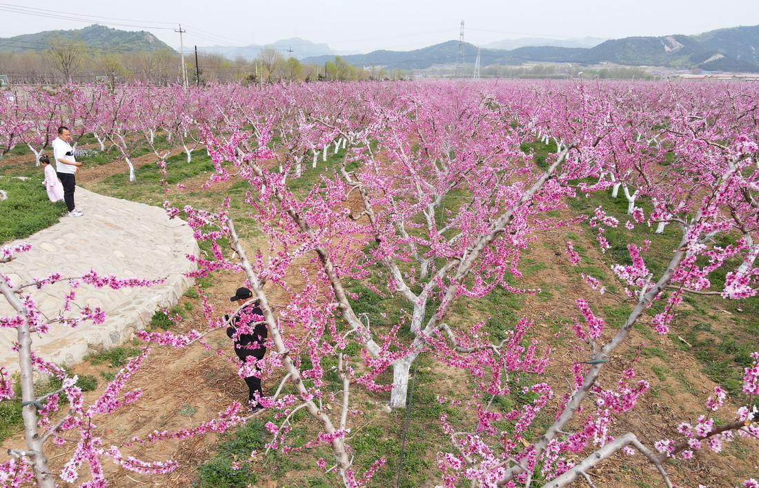 這是4月17日在北京市平谷區峪口鎮西樊各庄村大桃種植示范基地拍攝的桃花（無人機照片）。