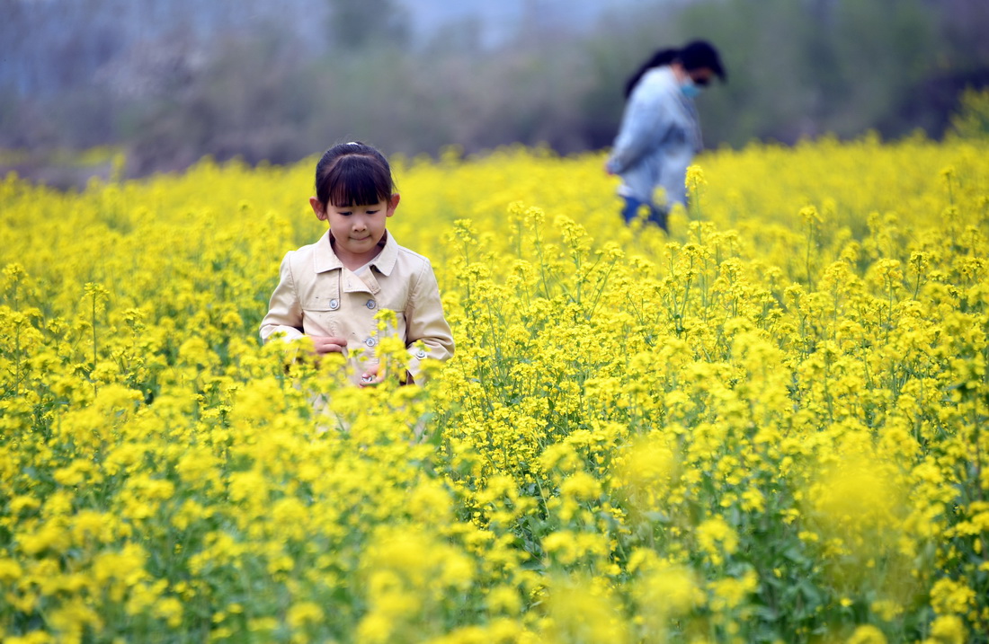 4月17日，在北京市平谷區峪口鎮西樊各庄村，游人漫步在油菜花田。