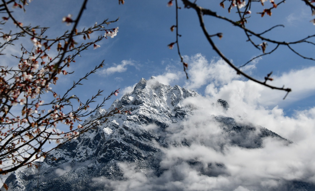 这是在波密县拍摄的桃花掩映下的雪山（4月18日摄）。新华社记者 晋美多吉 摄