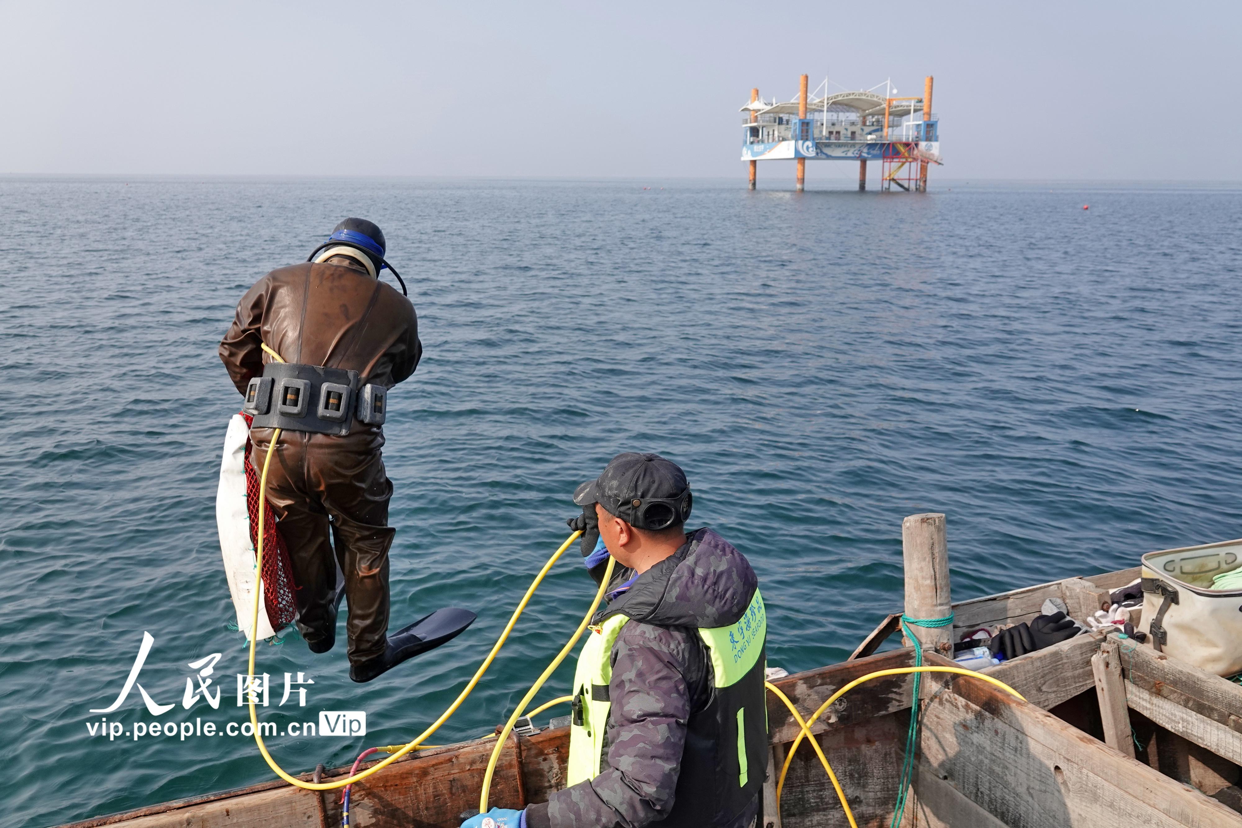 2022年4月19日，在山东烟台高新区东宇国家级海洋牧场，潜水员跳水捕捞海参。