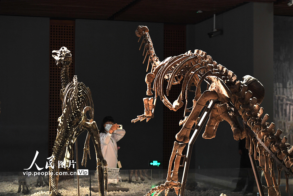南京博物院恢复开放