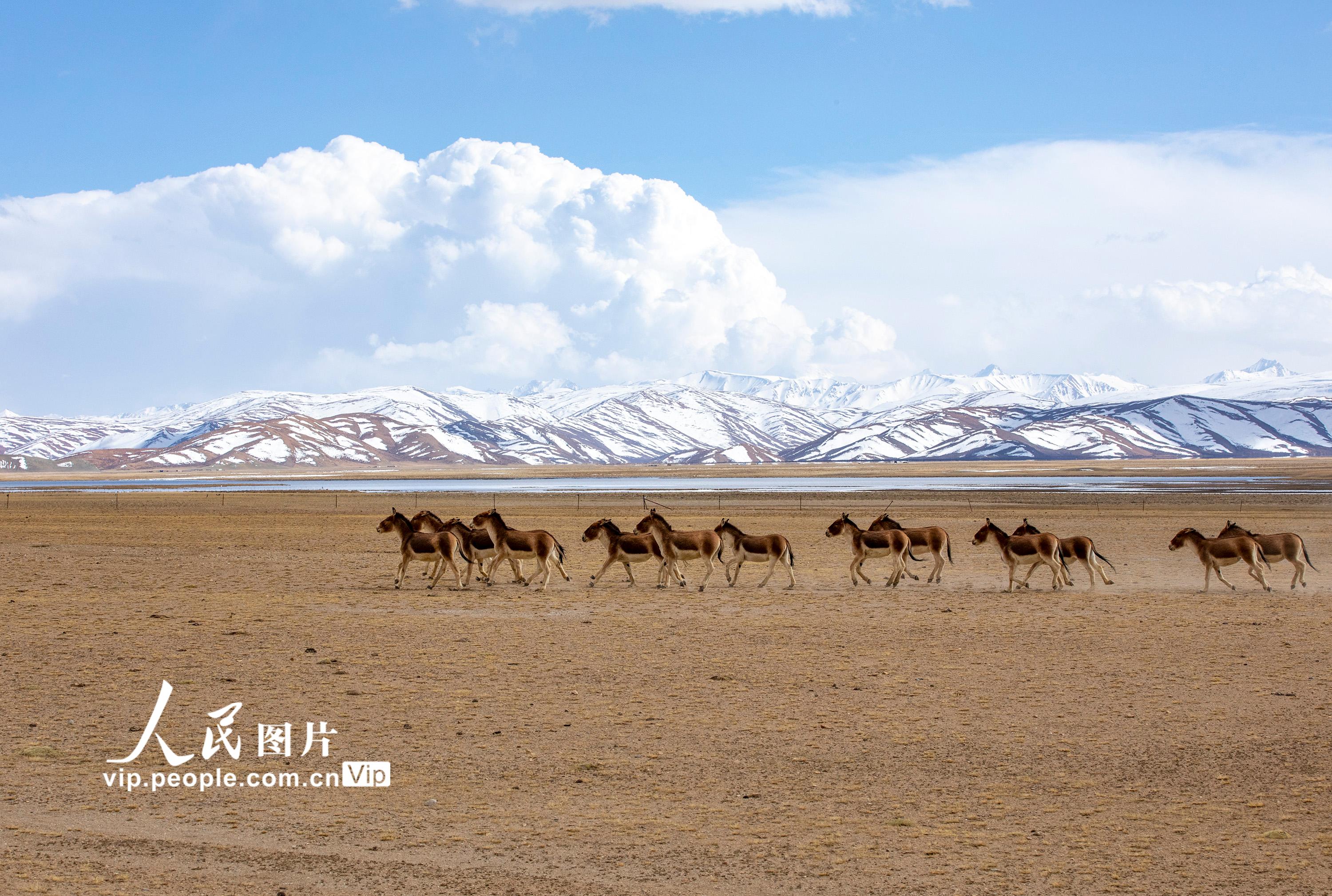 西藏阿里：人与自然和谐共生