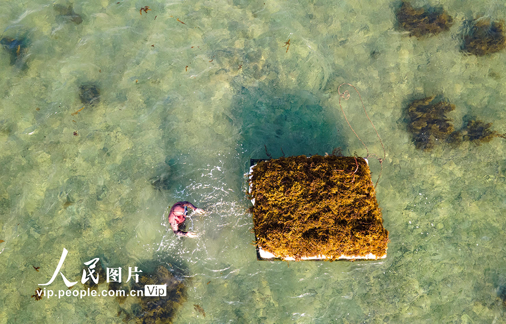 海南瓊海：採集“海多” 清潔海洋