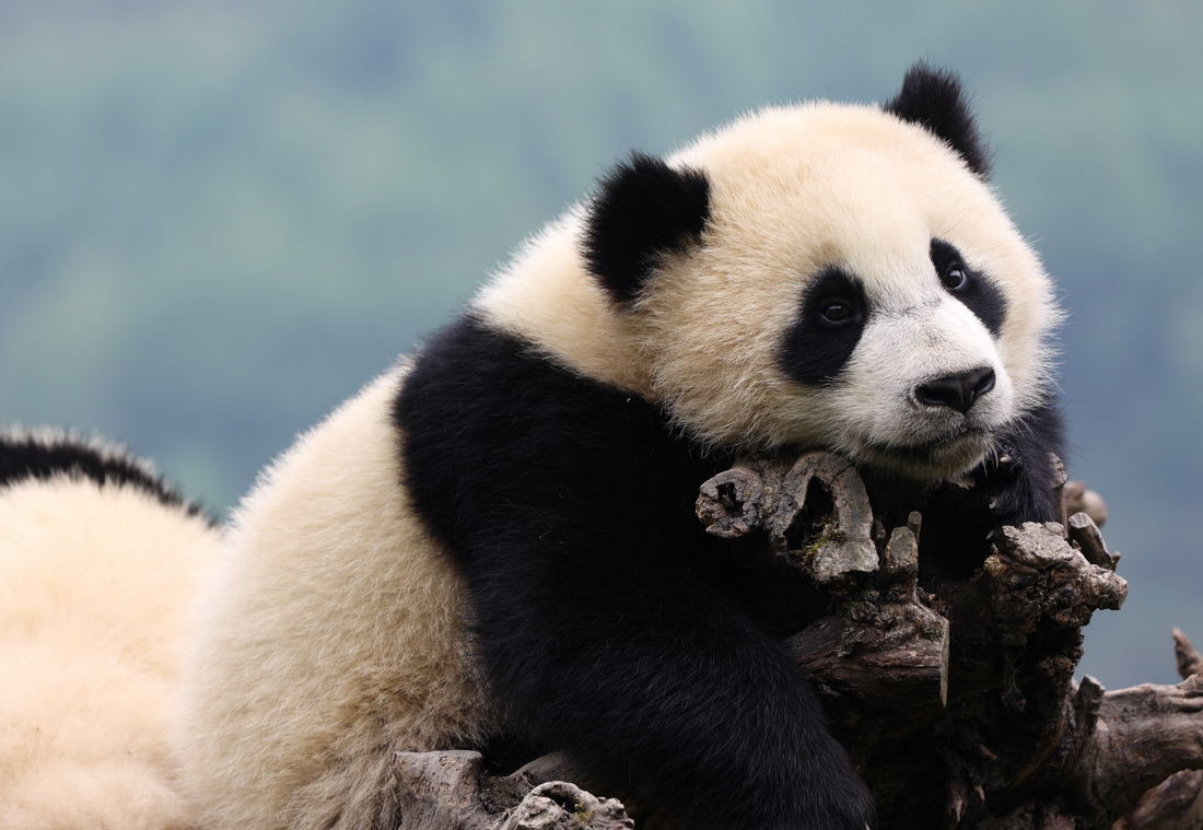 4月24日，在中國大熊貓保護研究中心臥龍神樹坪基地內，一隻大熊貓在樹上休息。