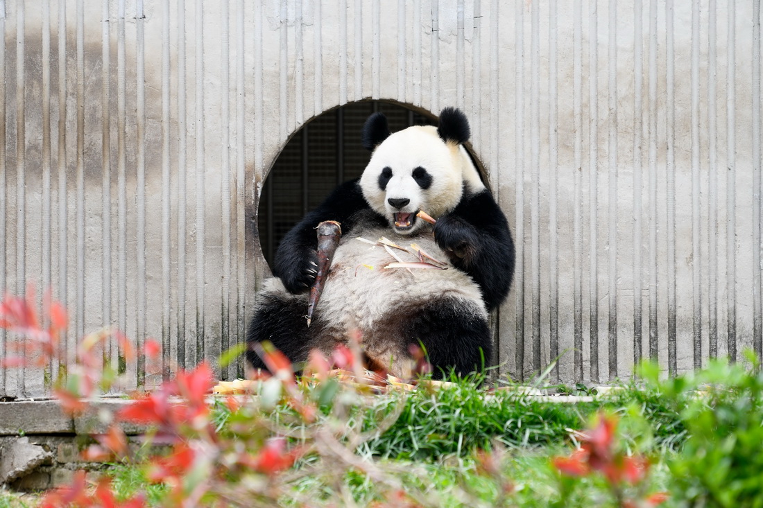 4月24日，在中国大熊猫保护研究中心卧龙神树坪基地内，一只大熊猫在吃竹笋。