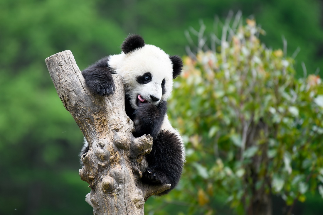 4月24日，在中國大熊貓保護研究中心臥龍神樹坪基地內，一隻大熊貓在樹上玩耍。