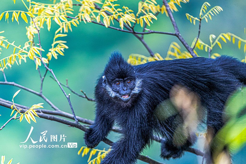 重庆南川：金佛山黑叶猴享受暖阳