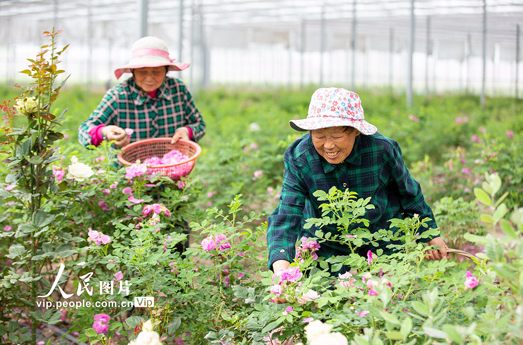 江蘇海安：玫瑰產業促增收【2】