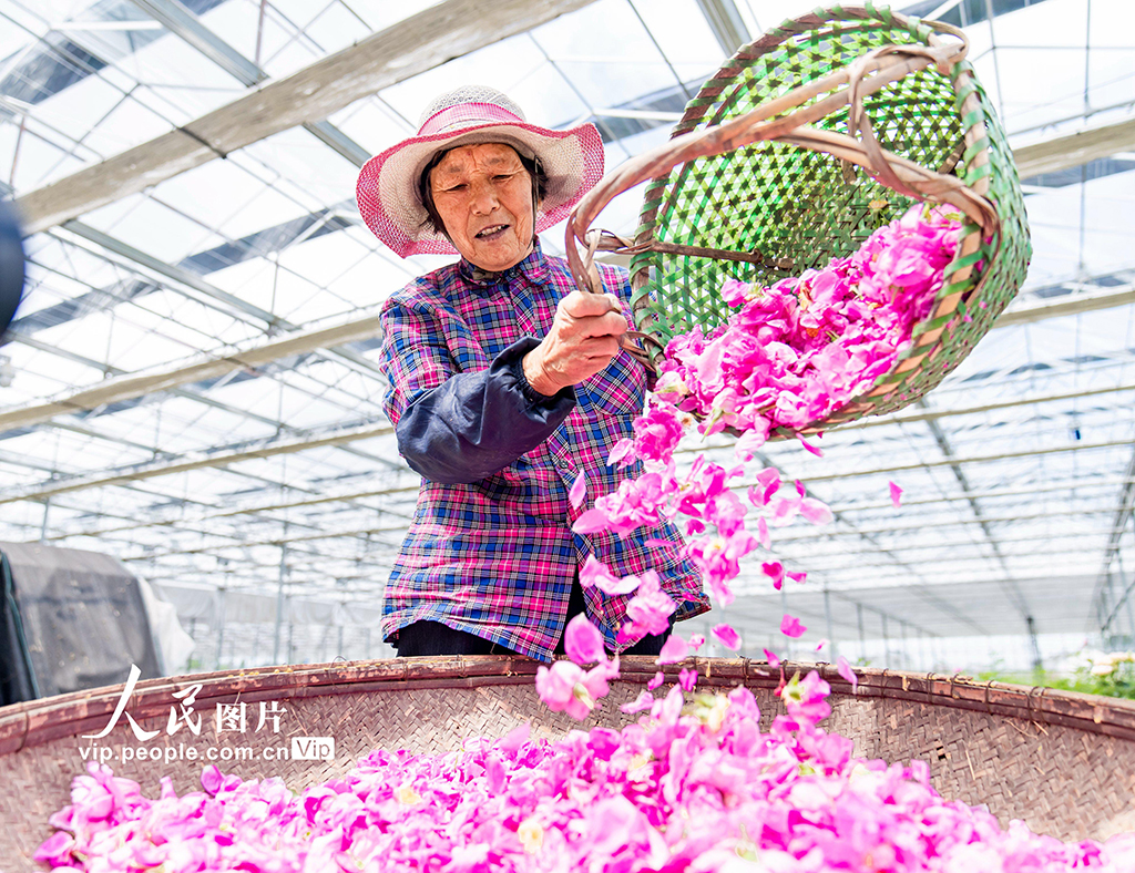 江蘇海安：玫瑰產業促增收【4】