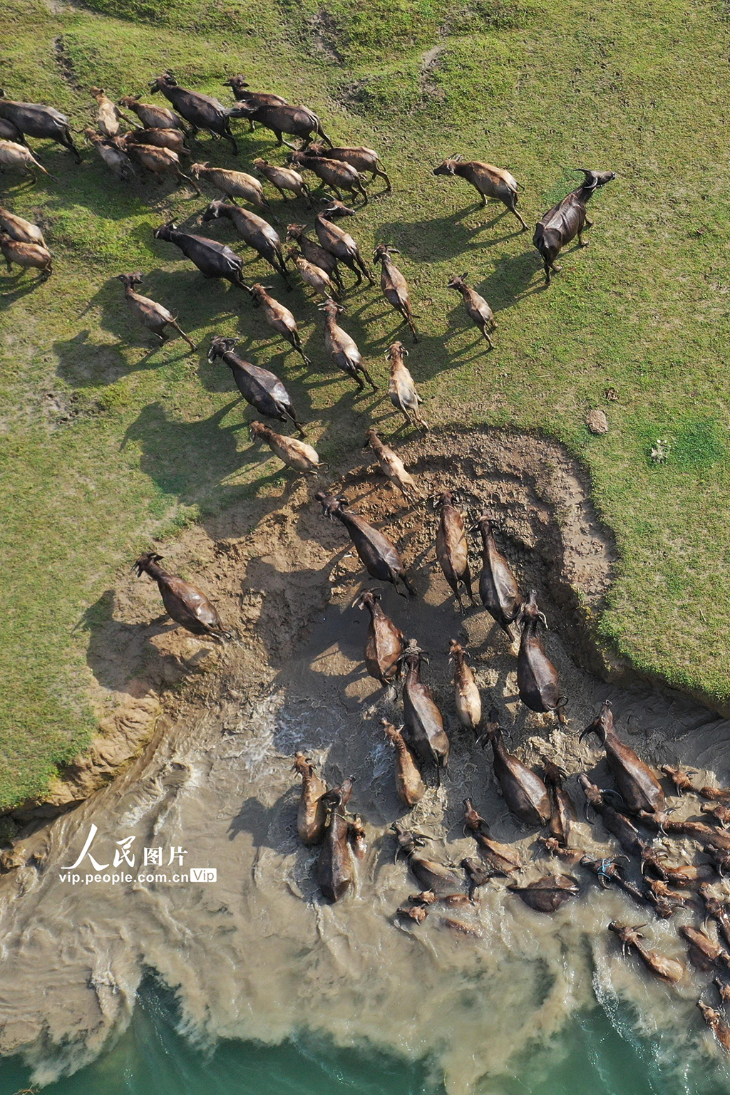 4月29日，在四川省南充市蓬安縣相如街道油房溝社區嘉陵江段，水牛來到江中島上覓食。
