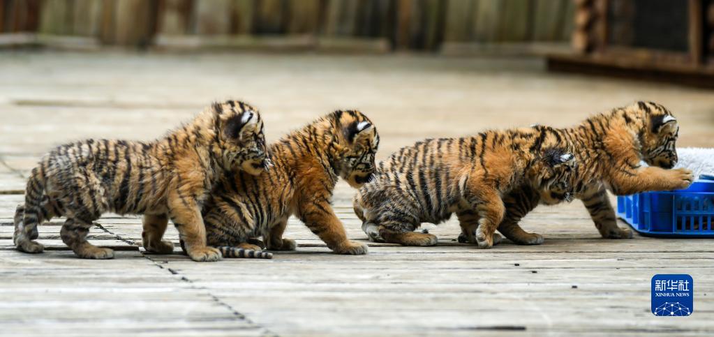 5月3日，东北虎四胞胎在云南野生动物园嬉戏。