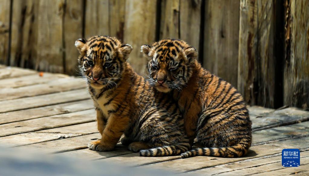 5月3日，剛滿月不久的東北虎寶寶在雲南野生動物園嬉戲。