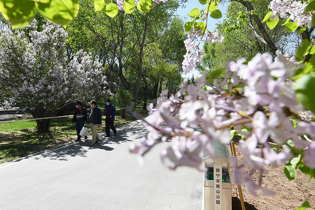 5月5日，市民在丁香花盛開的西寧市南山公園散步。