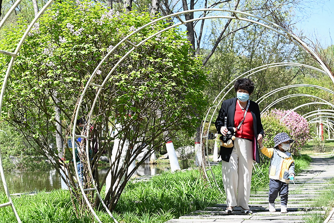5月5日，市民在丁香花盛開的西寧市湟水森林公園散步。