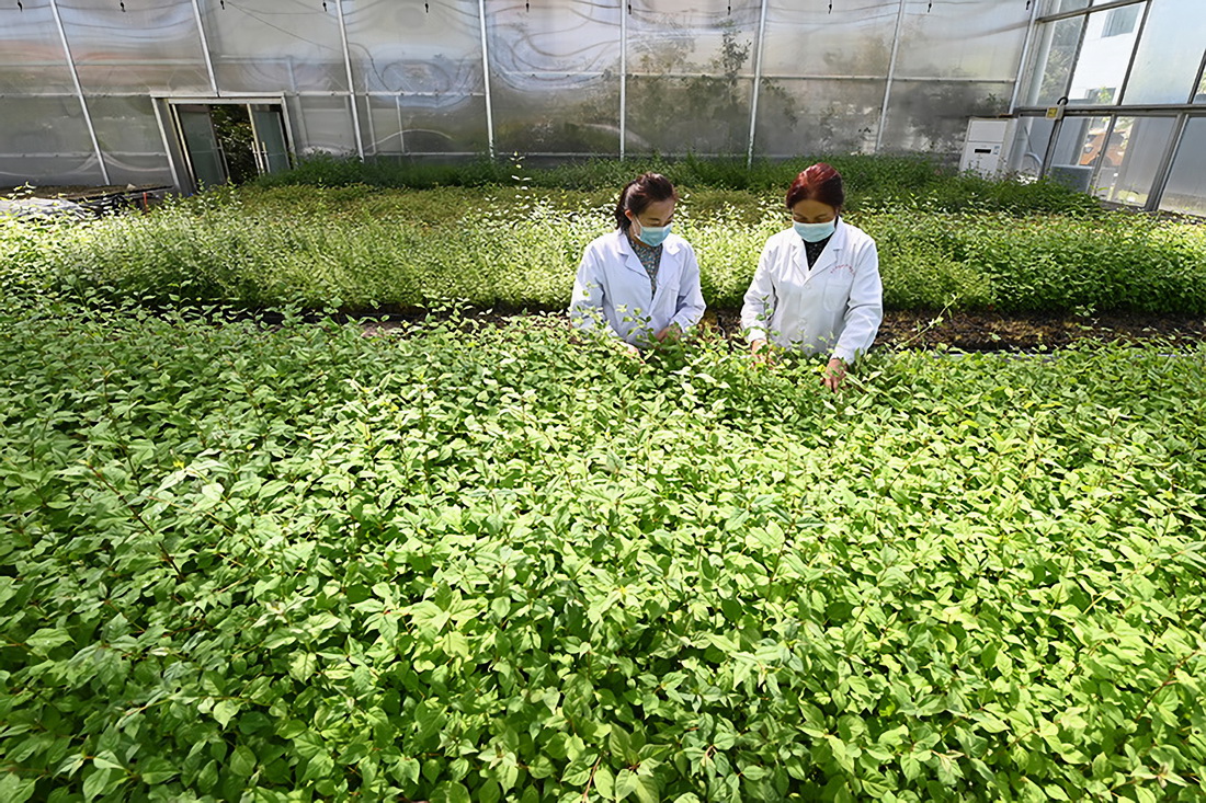 5月5日，在西寧市林業科學研究所，工作人員查看丁香栽植苗長勢。
