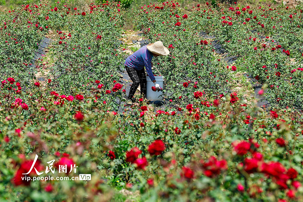 2022年5月5日，安徽黄山市徽州区坤沙村花农在采摘“墨红玫瑰”。