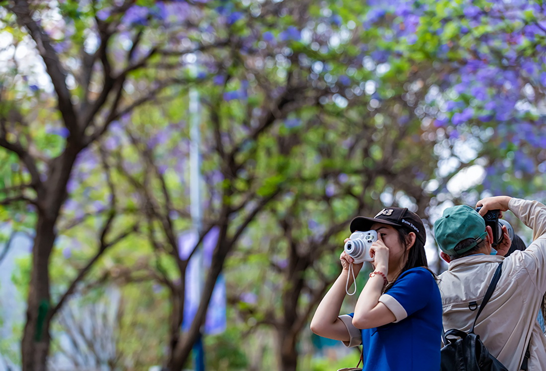5月8日，游客在昆明教場中路拍攝藍花楹。