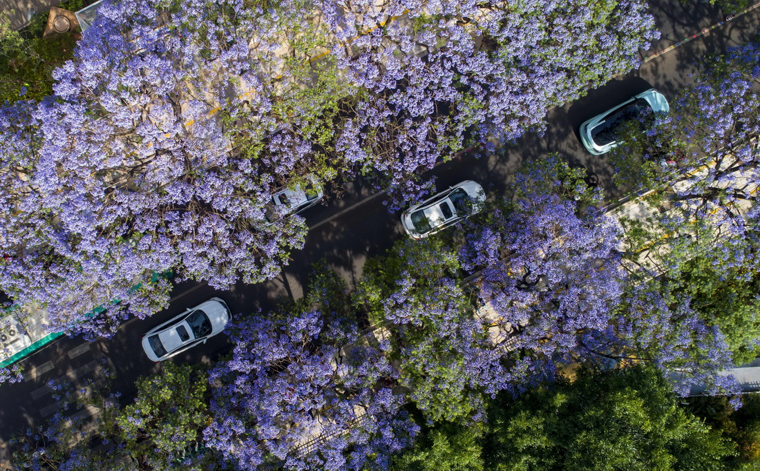4月30日在昆明教場中路拍攝的藍花楹（無人機照片）。