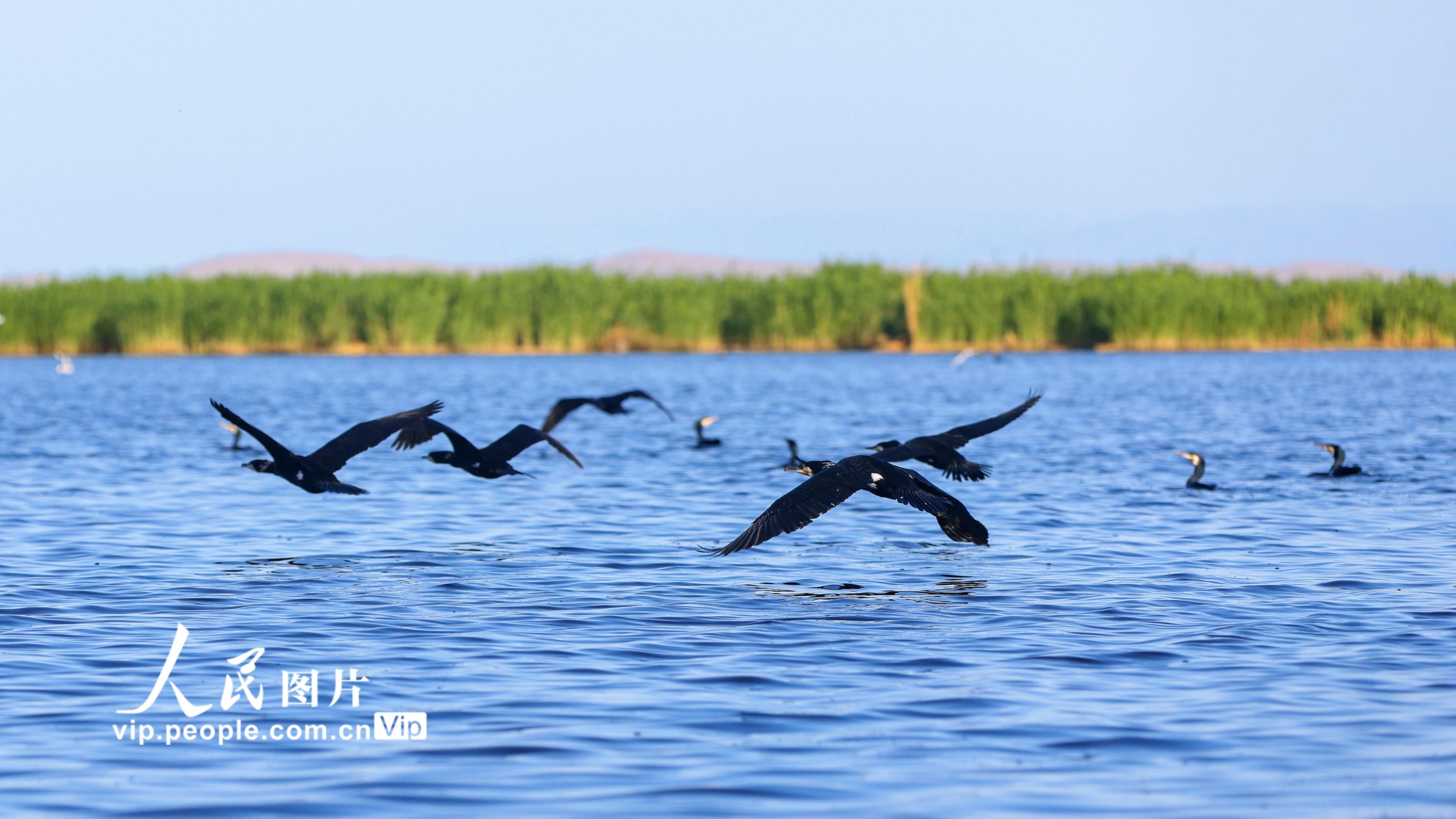 新疆博湖：水鳥濕地繁衍生息【2】
