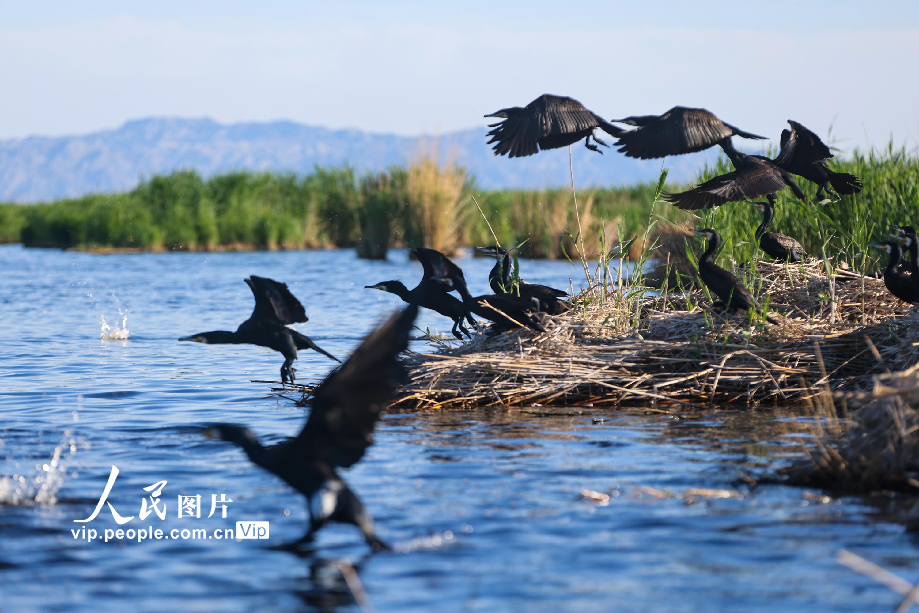 新疆博湖：水鳥濕地繁衍生息【3】