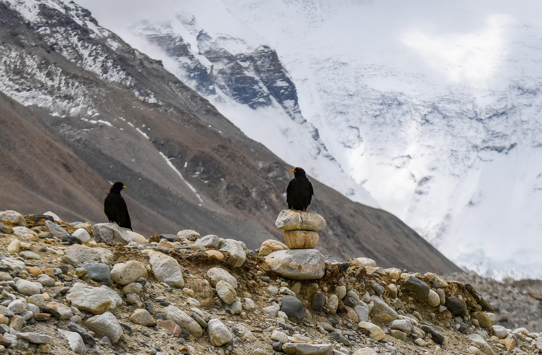 這是在珠峰大本營拍攝的黃嘴山鴉（5月9日攝）。新華社記者 姜帆 攝