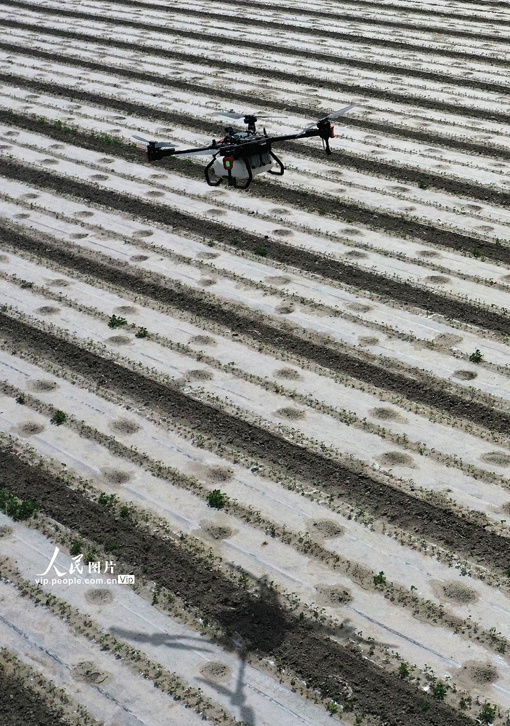 新疆巴州：300余萬畝棉花進入苗期管理期【9】